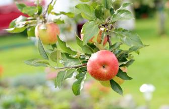 Garden_apple_tree