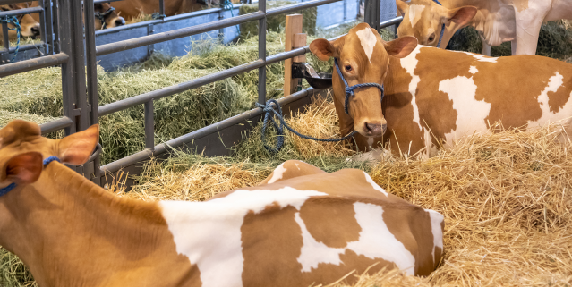 Cows laying on clean bedding in farm